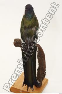 Cuban Trogon-Priotelus temnurus 0035